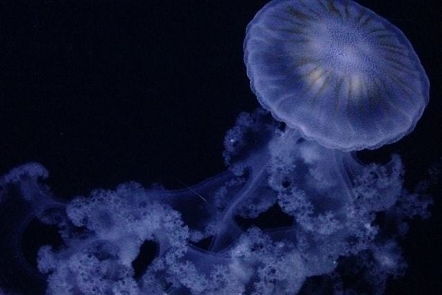 新江ノ島水族館 (21)