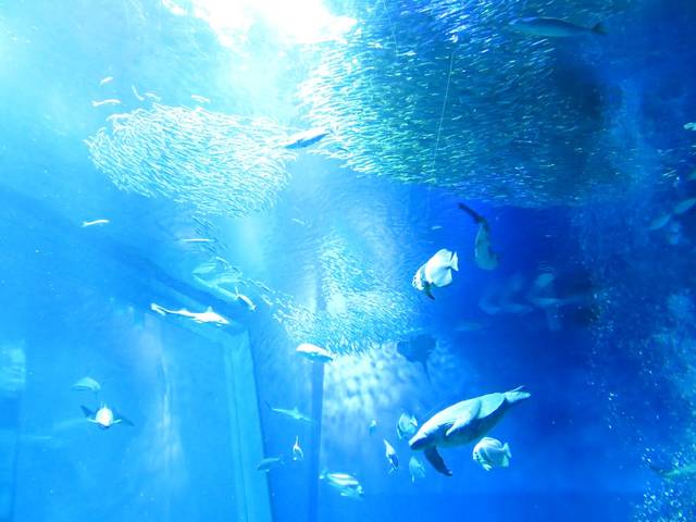 関東水族館16選26