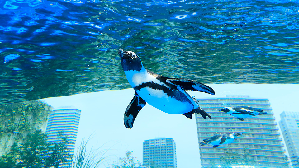 サンシャイン水族館　ペンギン