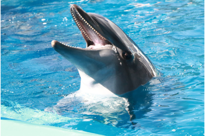 仙台うみの杜水族館 イルカ