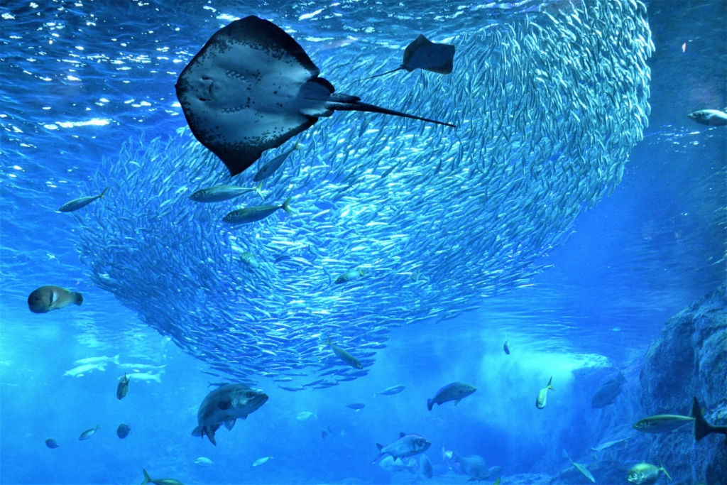 江ノ島水族館 イワシ