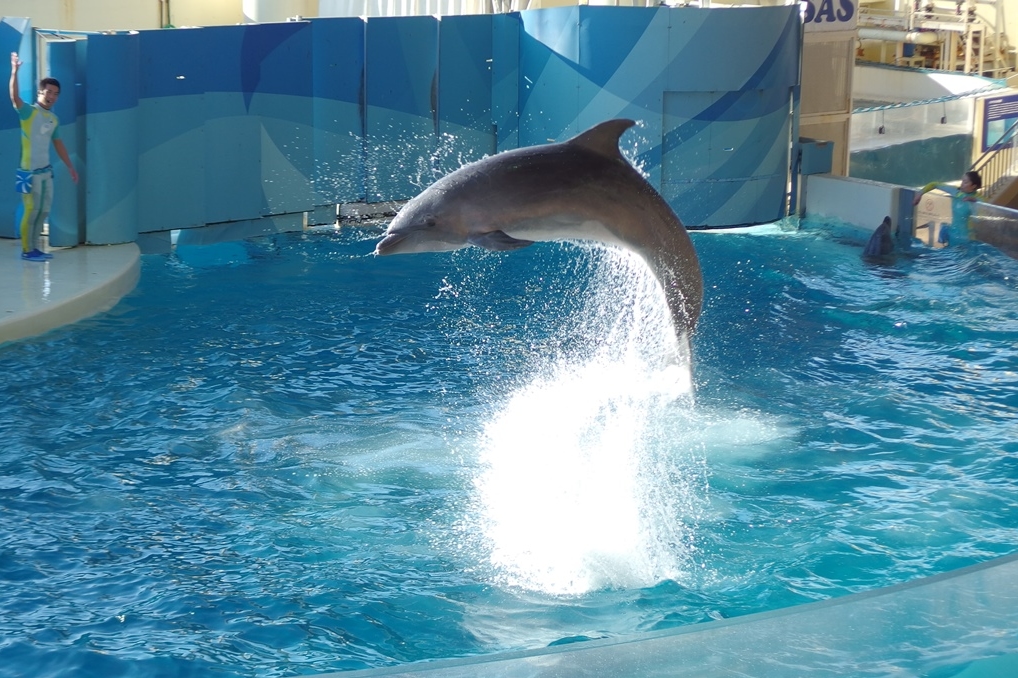 「新江ノ島水族館」はデートの聖地！2人の仲が縮まるポイントを徹底解説！