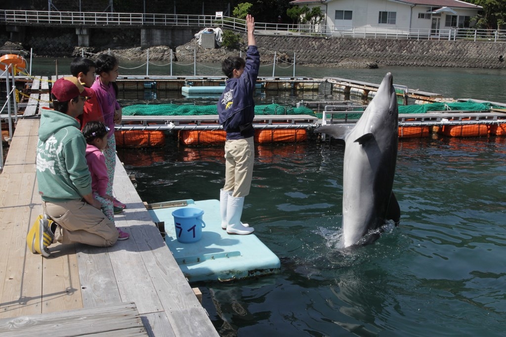 下田海中水族館 ファミリードルフィン