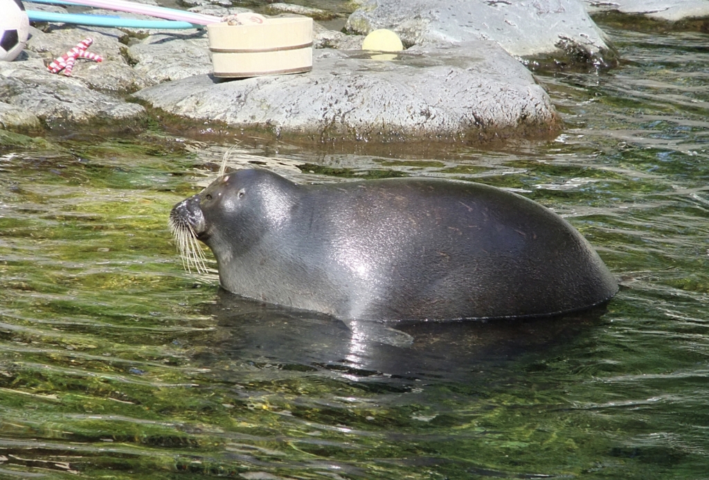 サンシャイン水族館 バイカルアザラシ