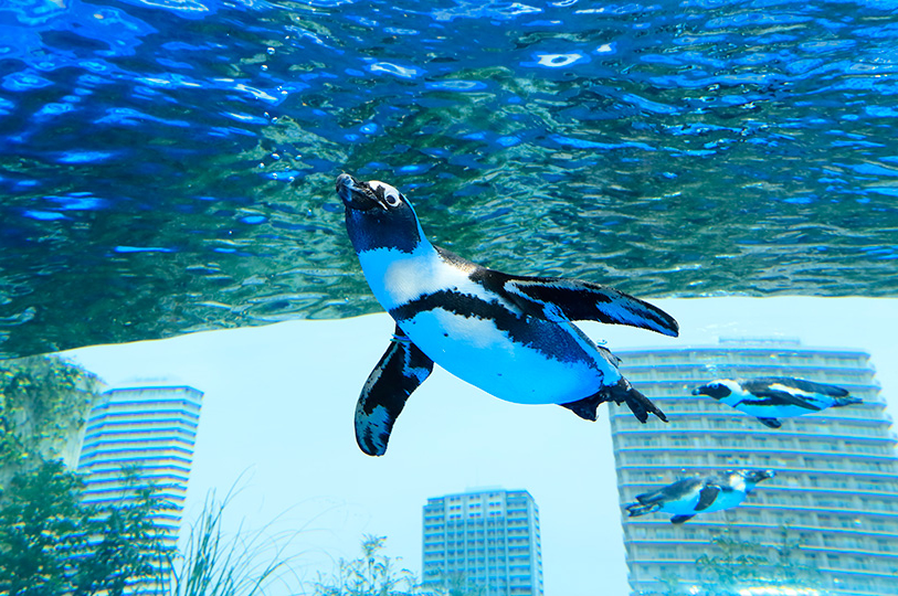 池袋最強デートスポットは「サンシャイン水族館」！社会人カップルは夜がおすすめ