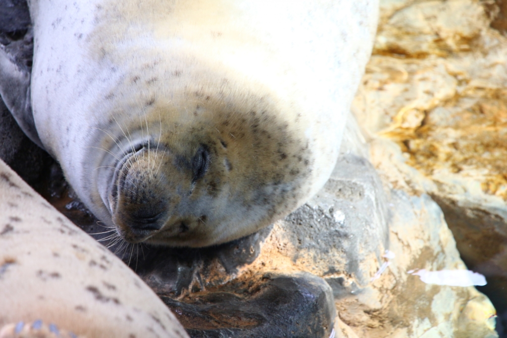 しながわ水族館 アザラシ