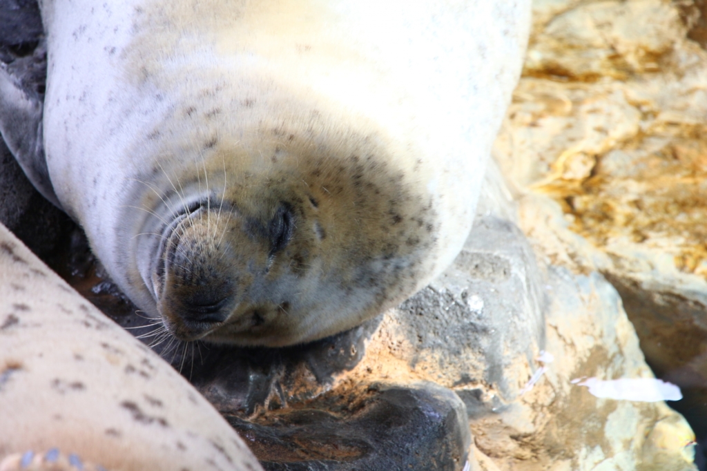 「しながわ水族館」デートで”心の距離”をグッと縮める！ランチは公園でお弁当も◎