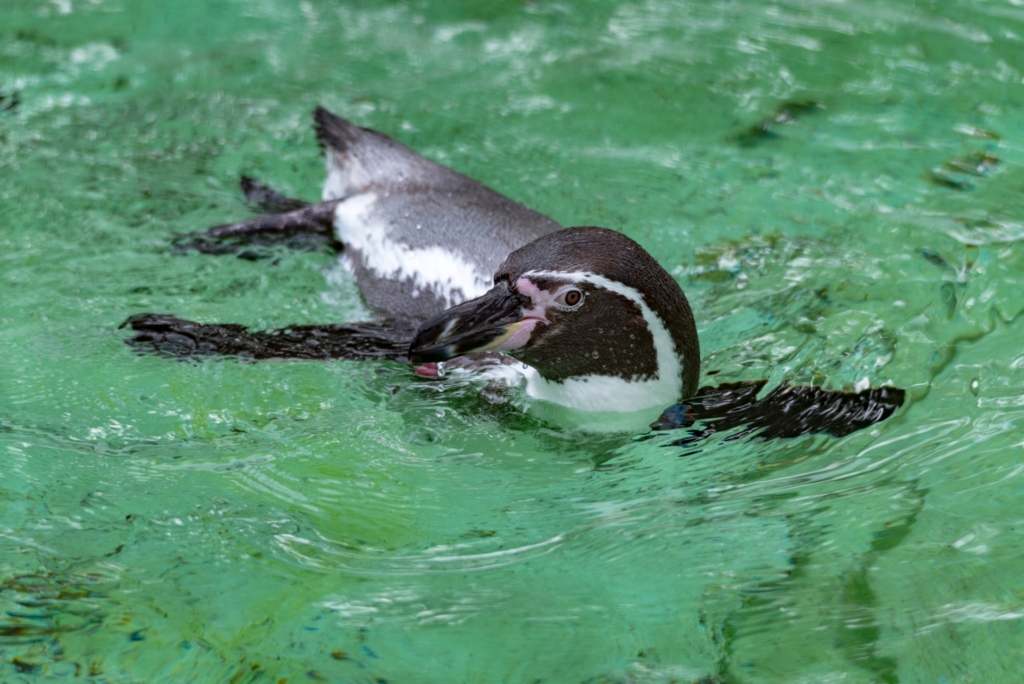 天王寺動物園 フルボルトペンギン