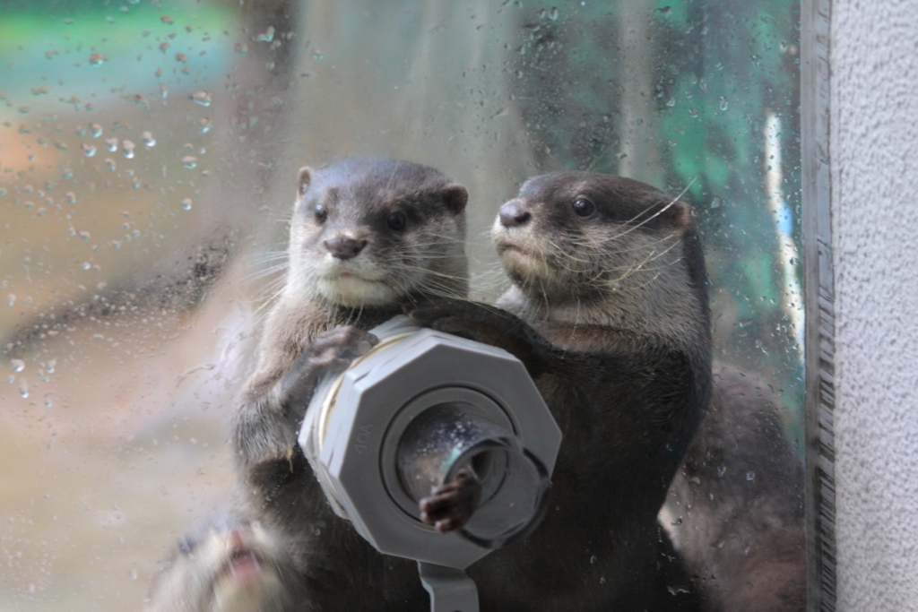 八景島シーパラダイス コツメカワウソと握手