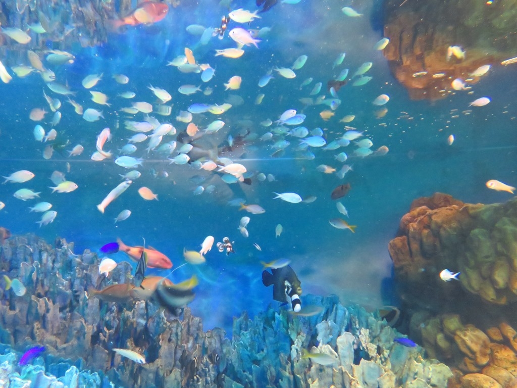 サンシャイン水族館 水槽内2