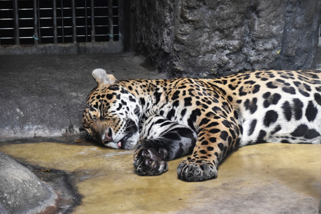 天王寺動物園 ジャガー