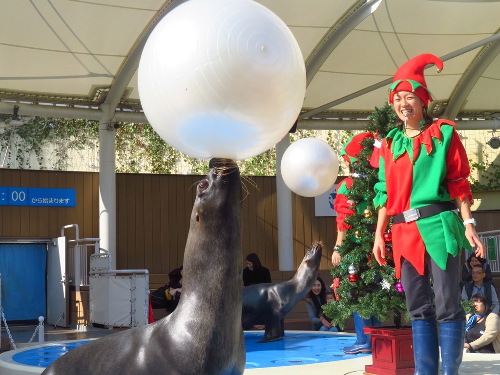 サンシャイン水族館 アシカショー