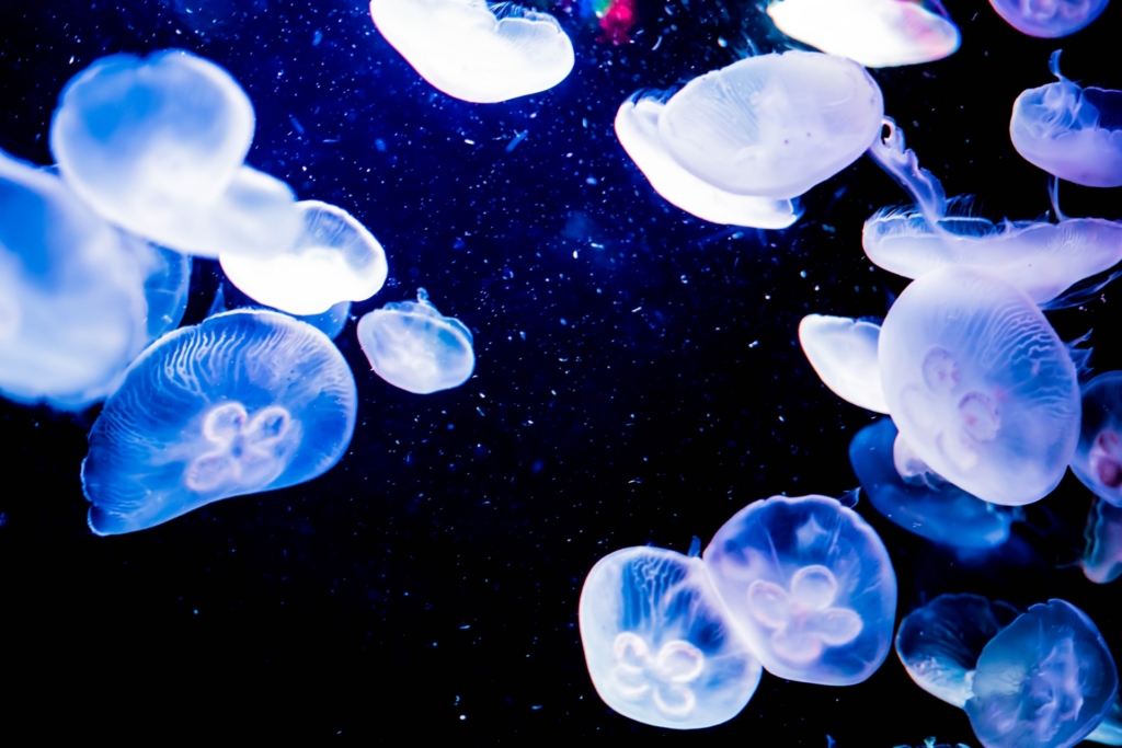 サンシャイン水族館 クラゲ3