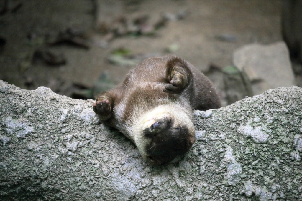 サンシャイン水族館 コツメカワウソ寝顔