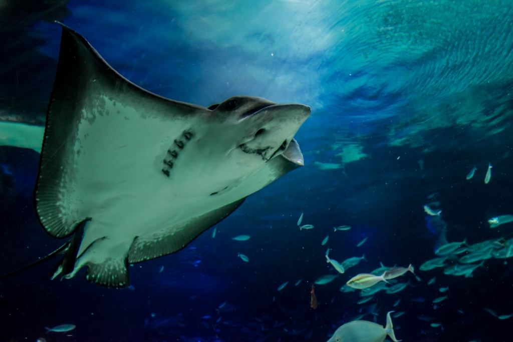 サンシャイン水族館 エイ2