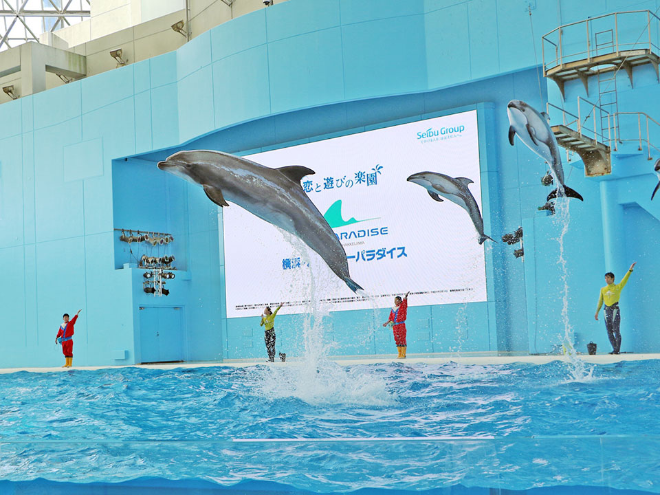 八景島シーパラダイス イルカショー