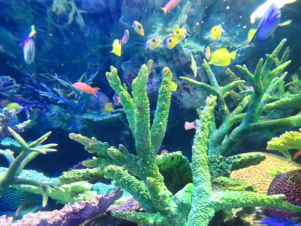 サンシャイン水族館 サンゴ