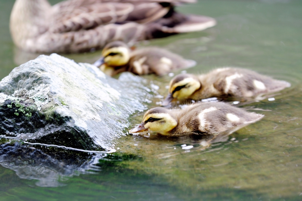 天王寺動物園 カルガモ