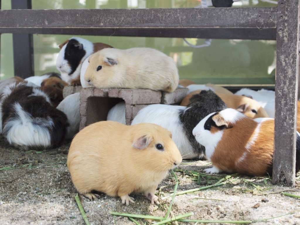 天王寺動物園 テンジクネズミ