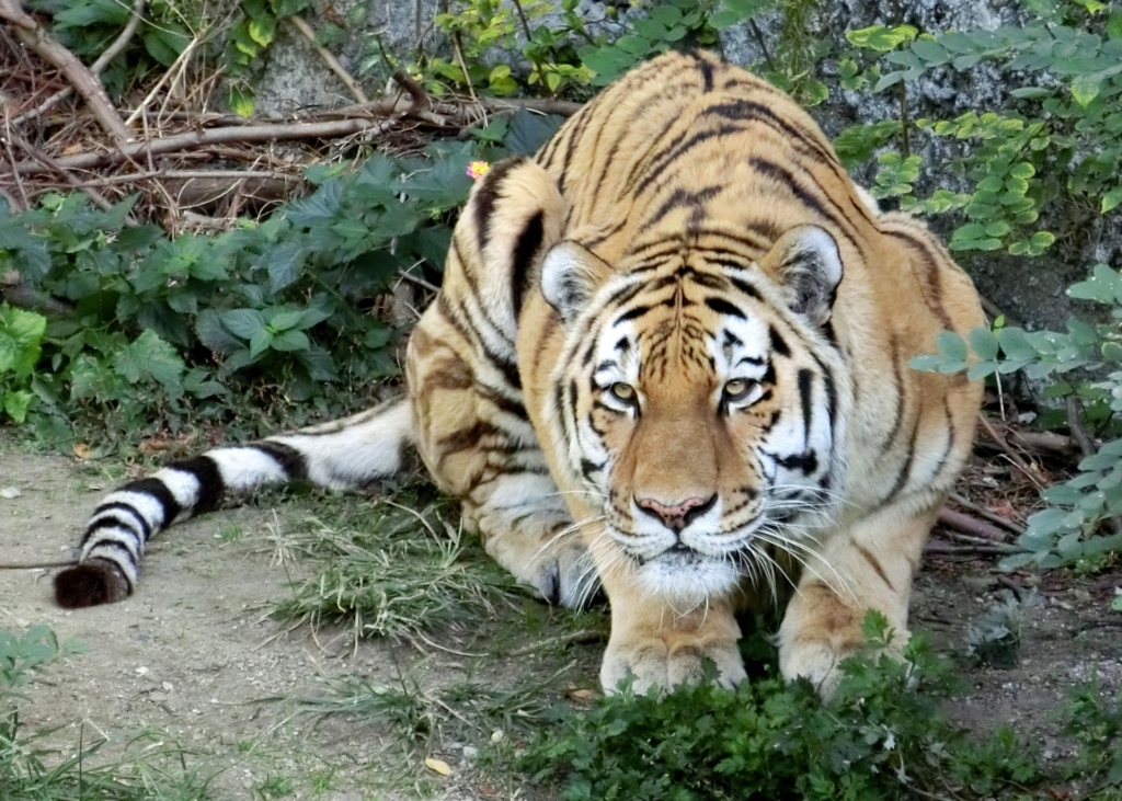 天王寺動物園 アムールトラ