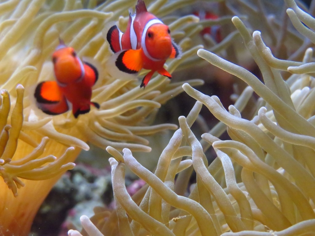 しながわ水族館 カクレクマノミ3