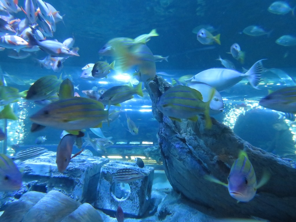 しながわ水族館 水中トンネル2