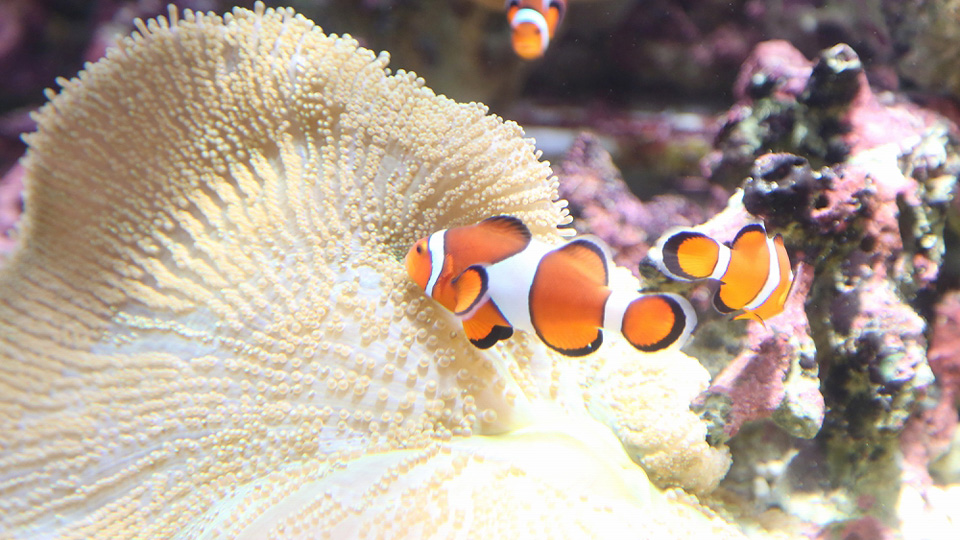 しながわ水族館 カクレクマノミ