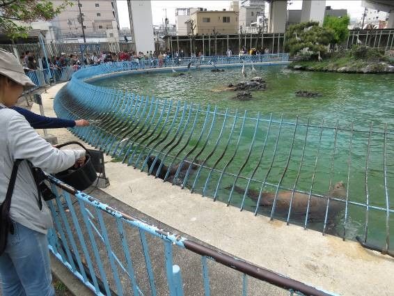 天王寺動物園 アシカ