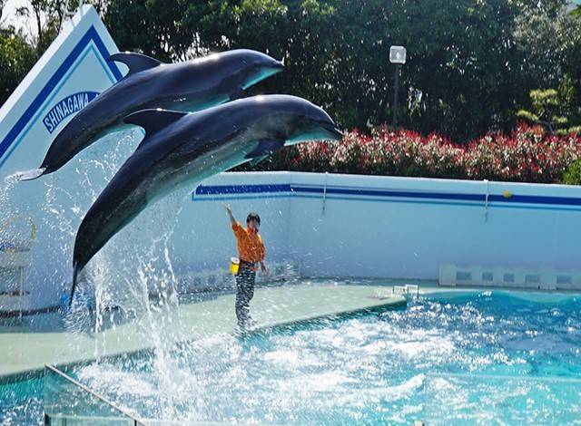 しながわ水族館 イルカジャンプ2