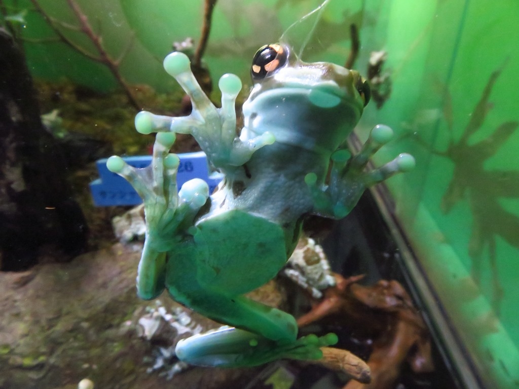 サンシャイン水族館 ジュウジメドクアマガエル