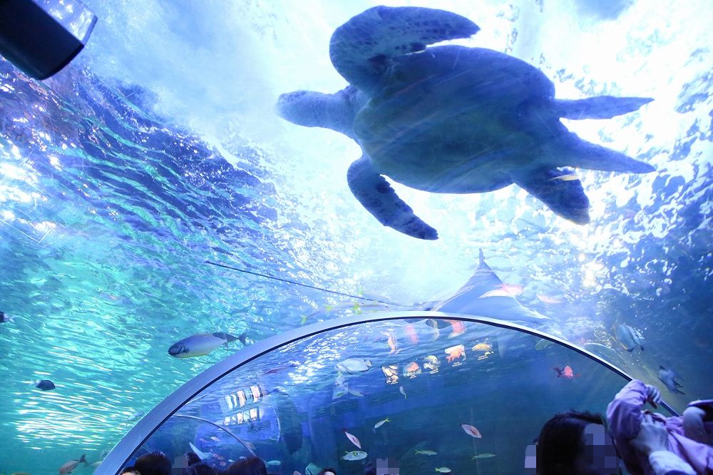 しながわ水族館