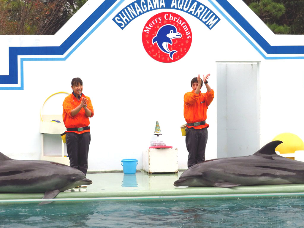 しながわ水族館 イルカ