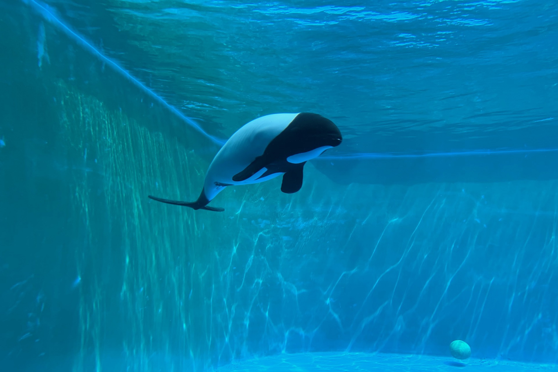 仙台うみの水族館 イロワケイルカ