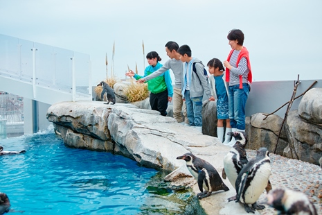 仙台うみの杜水族館 ペンギンツアー