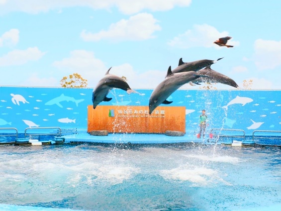 仙台うみの杜水族館 イルカショー タカ