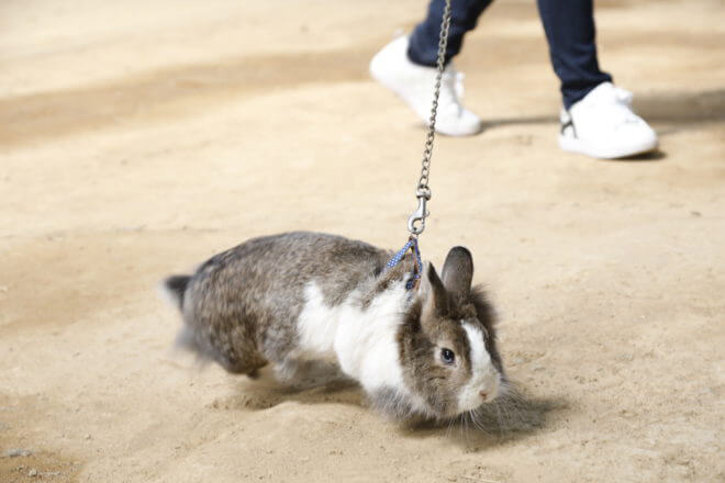 伊香保グリーン牧場-うさぎとお散歩