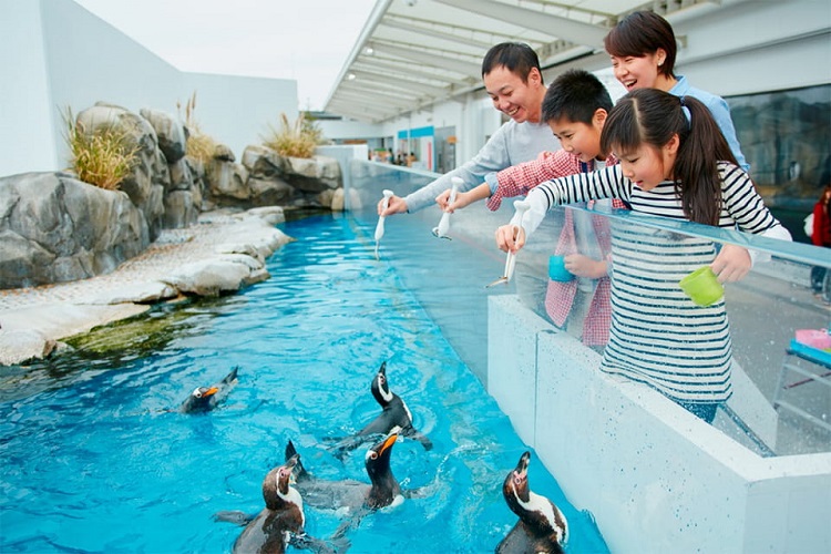 仙台うみの杜水族館 ペンギンフィーディングタイム