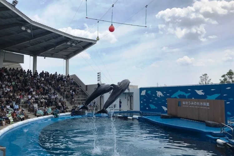 仙台うみの水族館のスタンド