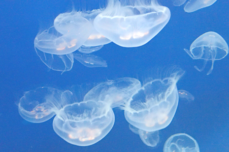 仙台うみの杜水族館-クラゲのいやし