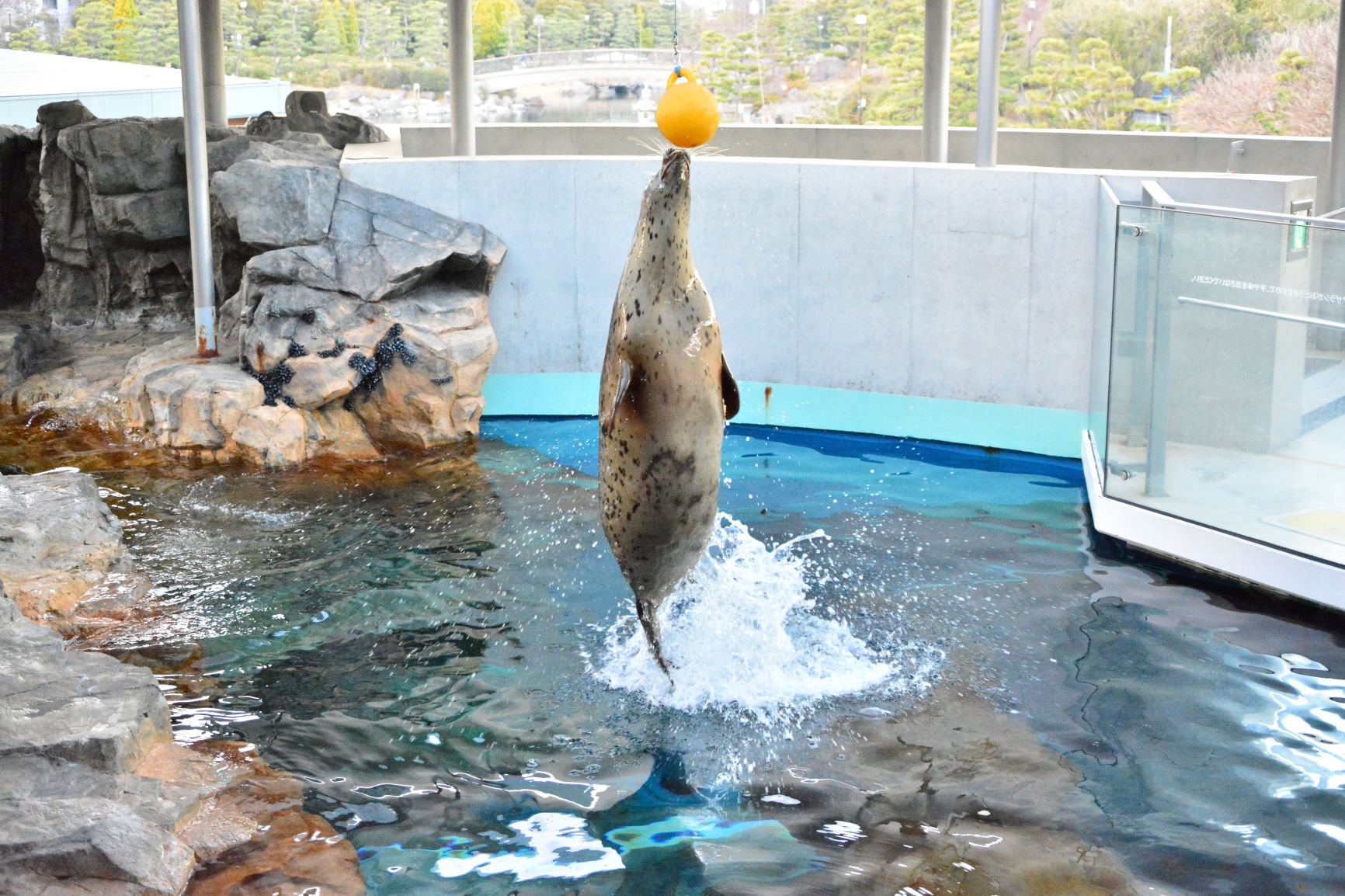 しながわ水族館-アザラシショー