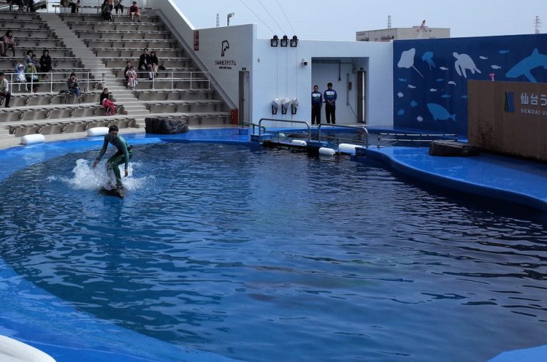 (3)仙台うみの杜水族館のイルカショー