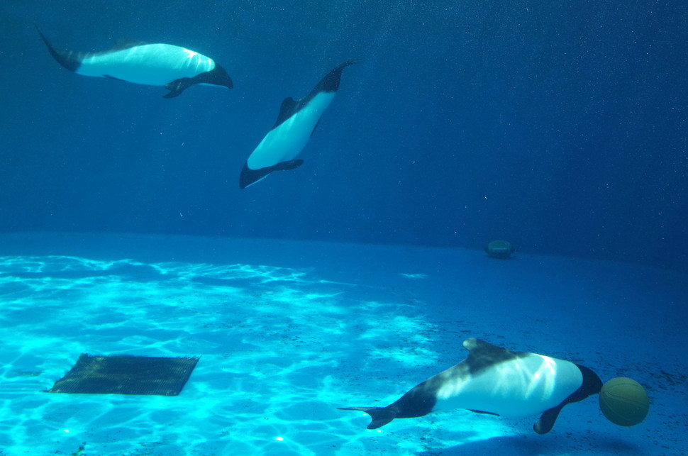 (5)仙台うみの杜水族館 割引