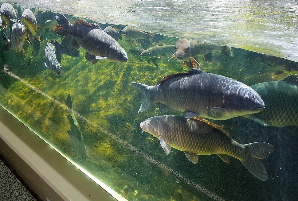 (6)仙台うみの杜水族館 割引