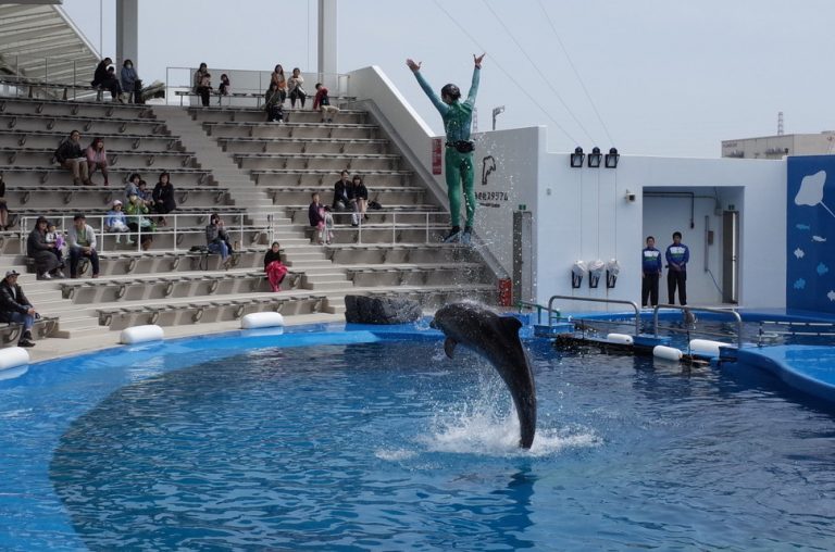 (4)仙台うみの杜水族館のイルカショー