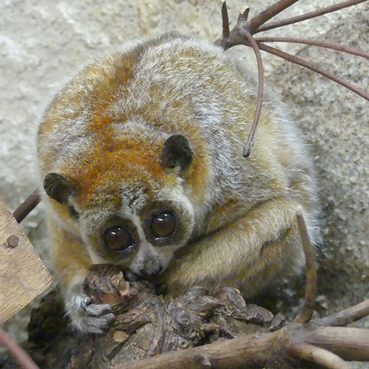 天王寺動物園-アジアの熱帯雨林ゾーン