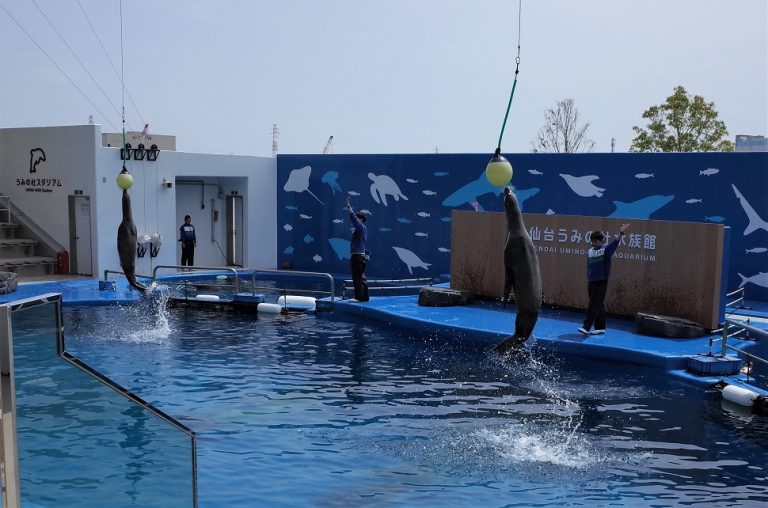 (1)仙台うみの杜水族館のイルカショー