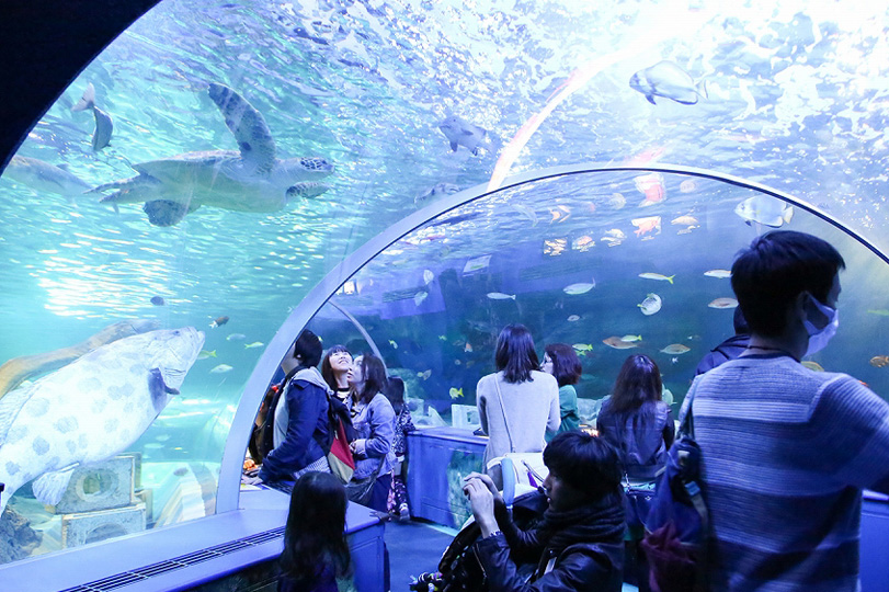 【割引あり】しながわ水族館を徹底解説｜お魚やショーのおすすめスポットもご紹介