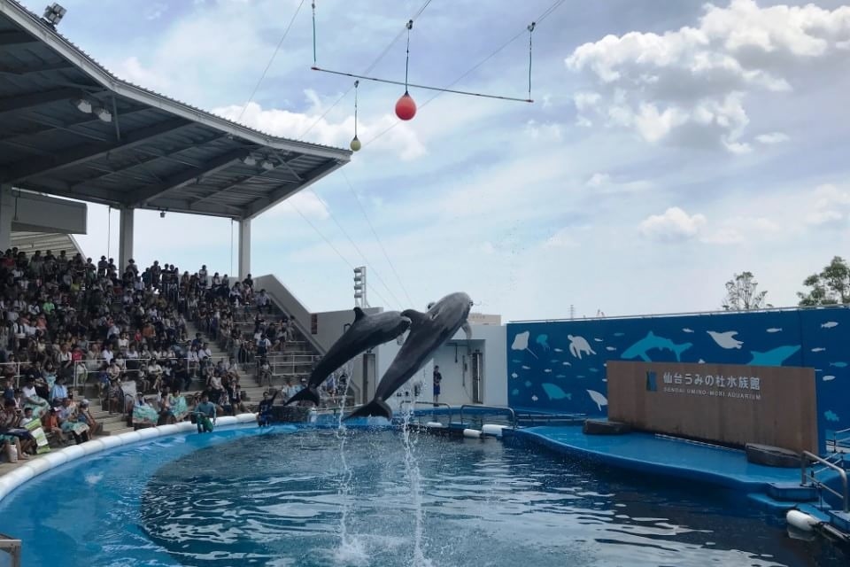 【割引あり】仙台うみの杜水族館を徹底解説｜東北最大級のイルカ＆アシカショーを楽しもう！