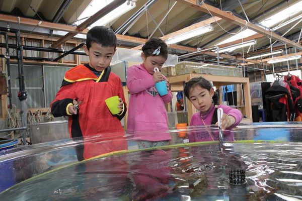 下田海中水族館-魚ぎょラボバックヤードツアー