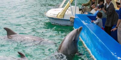 下田海中水族館-ドルフィンフィーディング